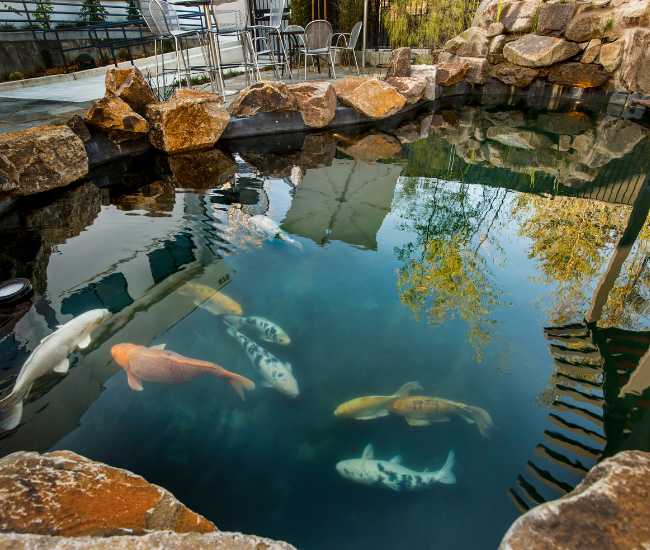 ho-ca-coi hồ cá coi