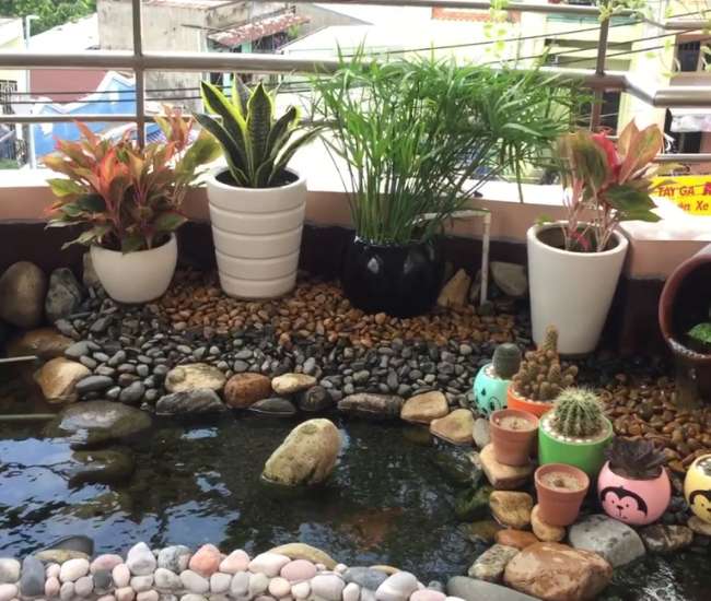 ho-ca-tren-san-thuong hồ cá trên sân thượng