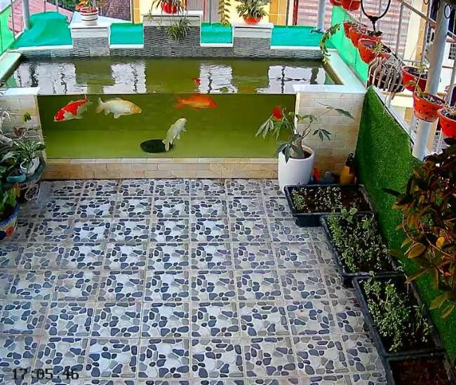 nuoi-ca-tren-san-thuong nuôi cá trên sân thượng